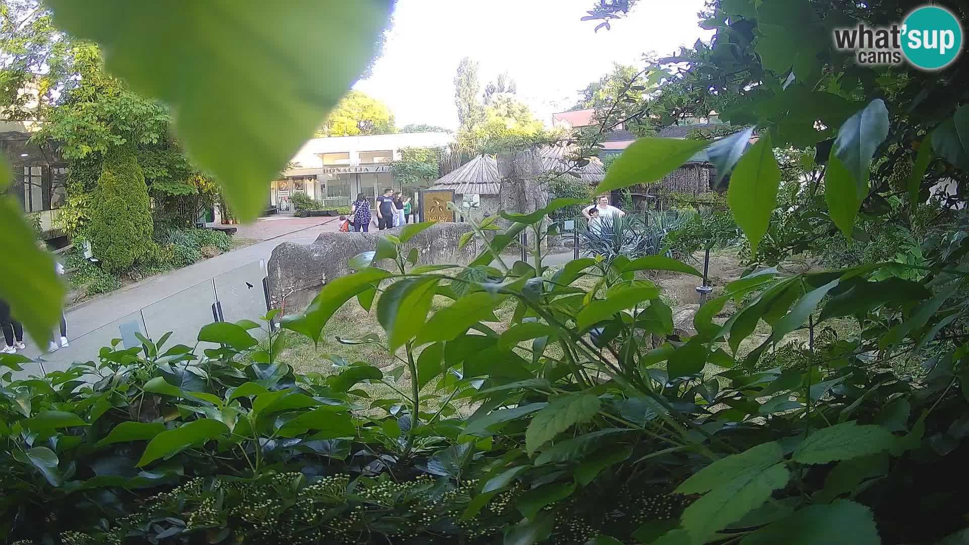 Zoo Zagreb – Merkat