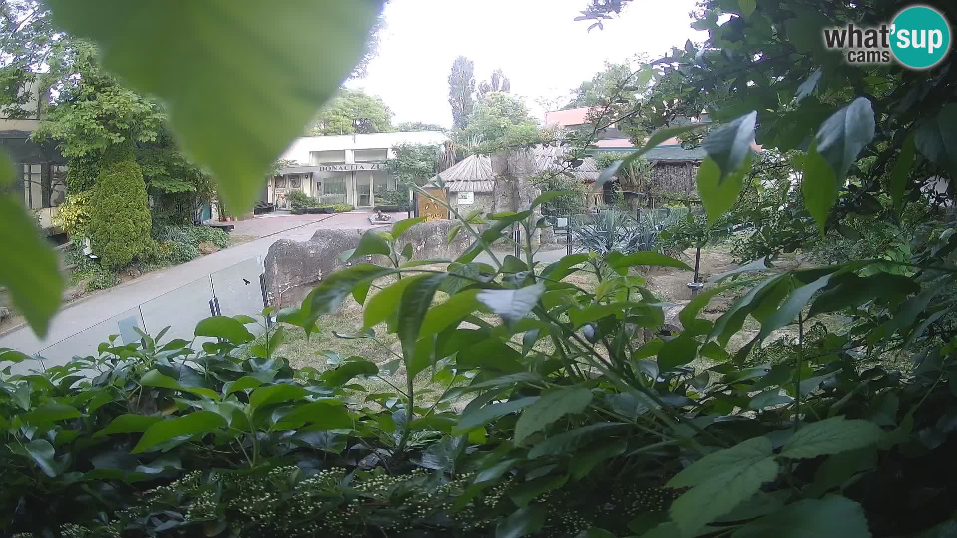 Zoo Zagreb – Suricate