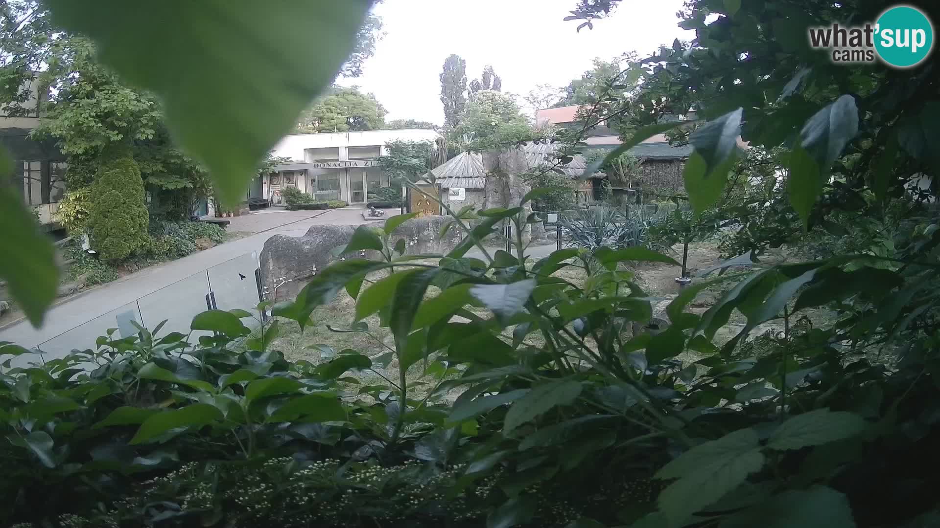 Zoo Zagreb – Suricate