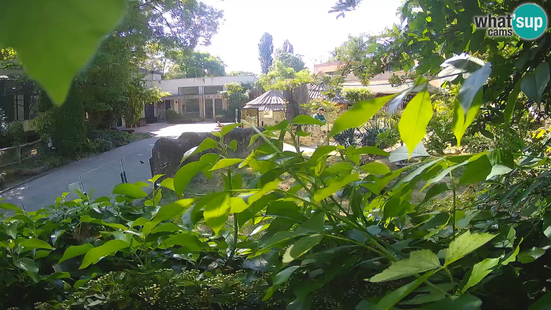 Zoo Zagreb – Suricate