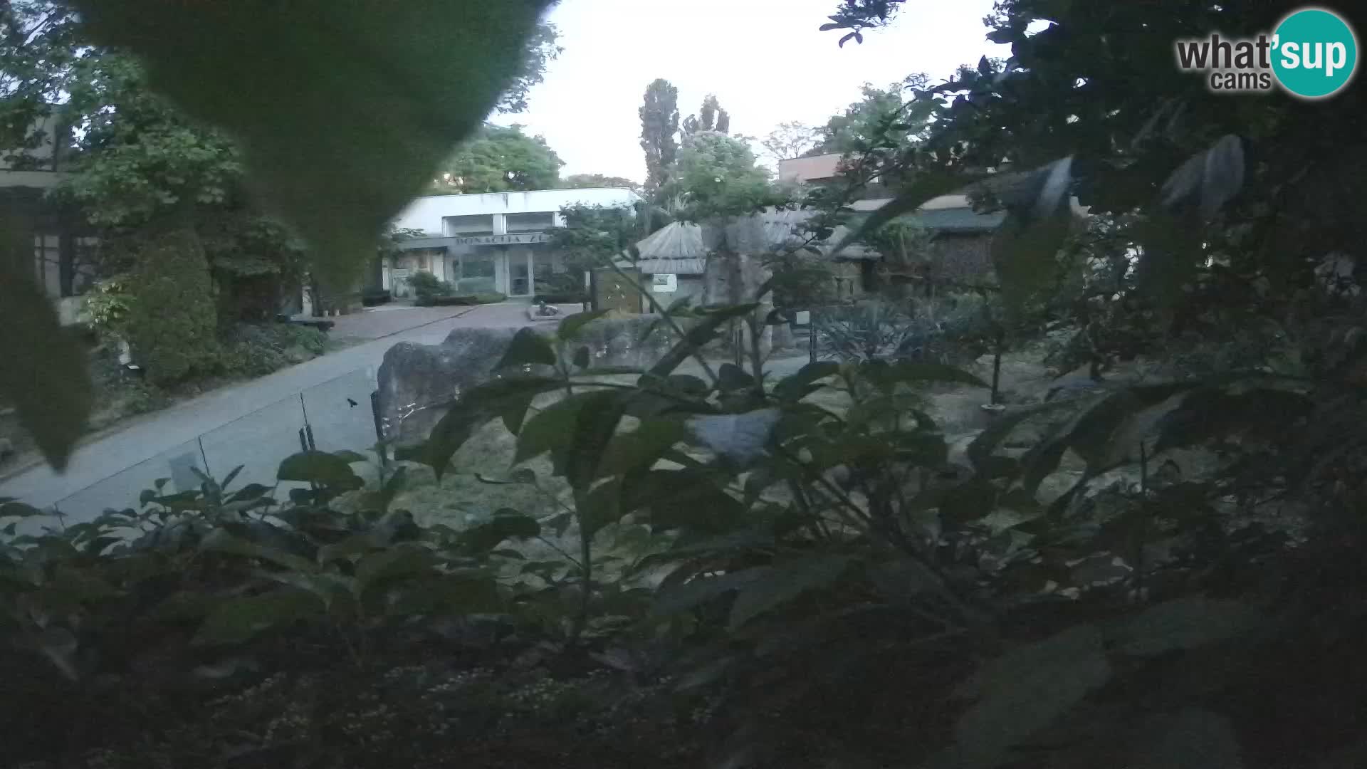 Zoo Zagreb – Surikate