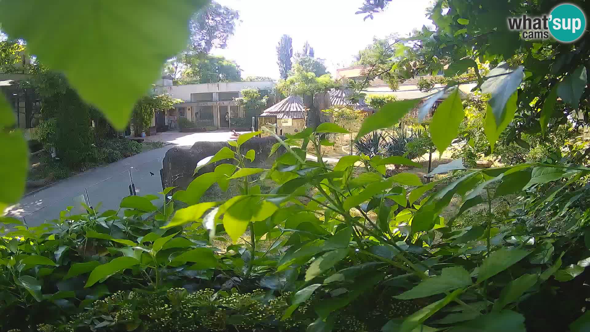 Zoo Zagreb – Erdmännchen
