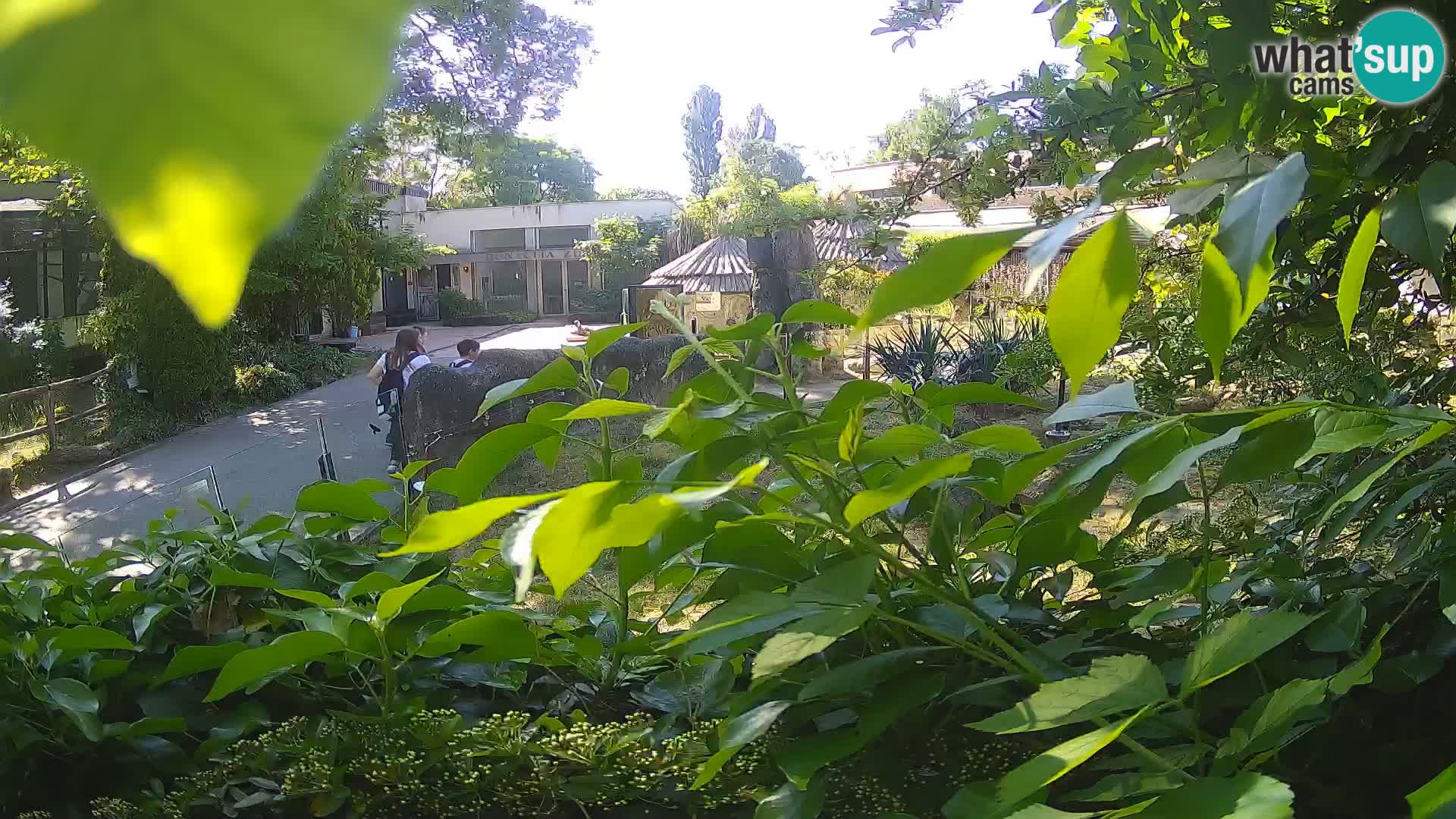 Zoo Zagreb – Suricata