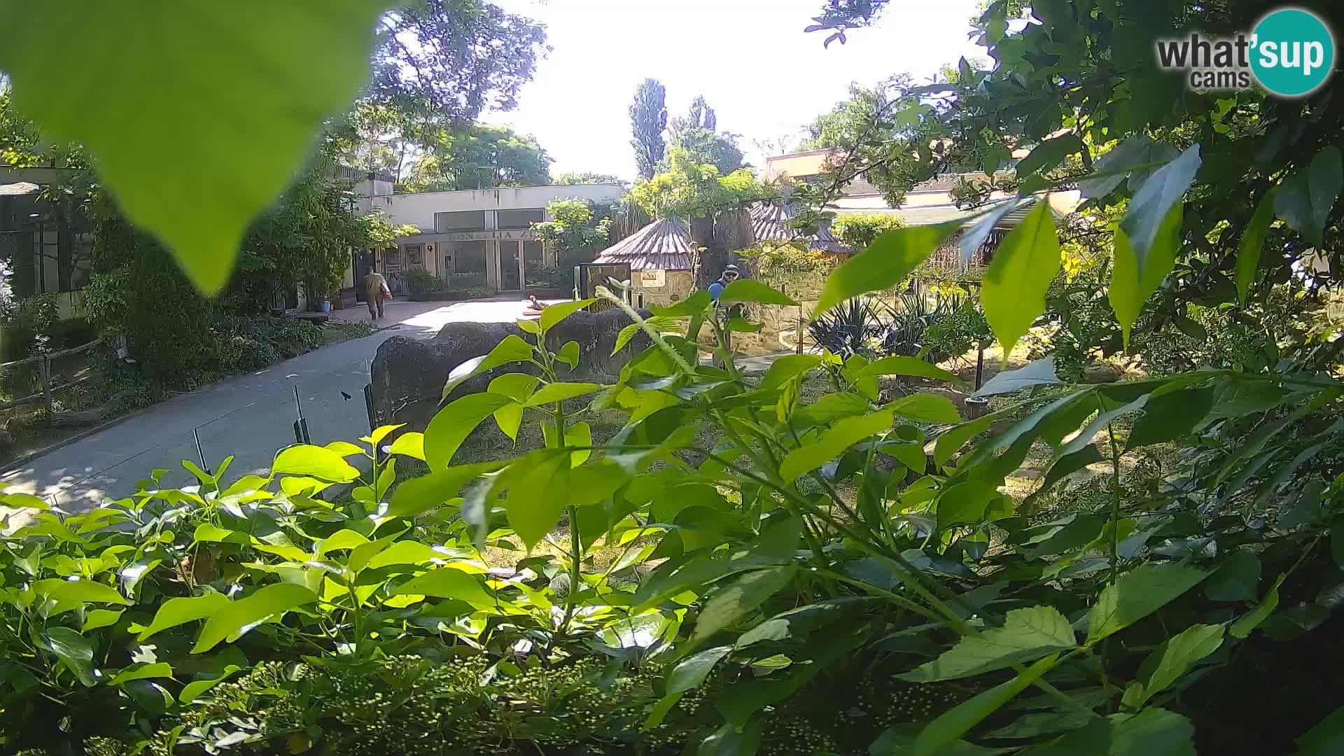 Zoo Zagreb – Merkat