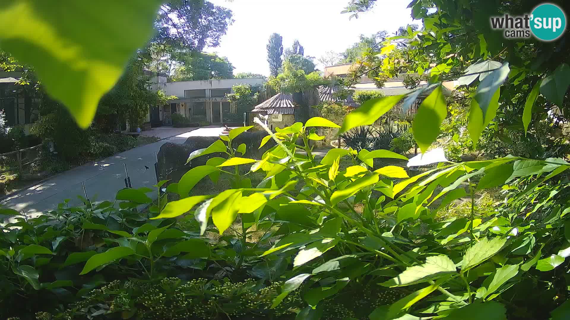 Zoo Zagreb – Suricata