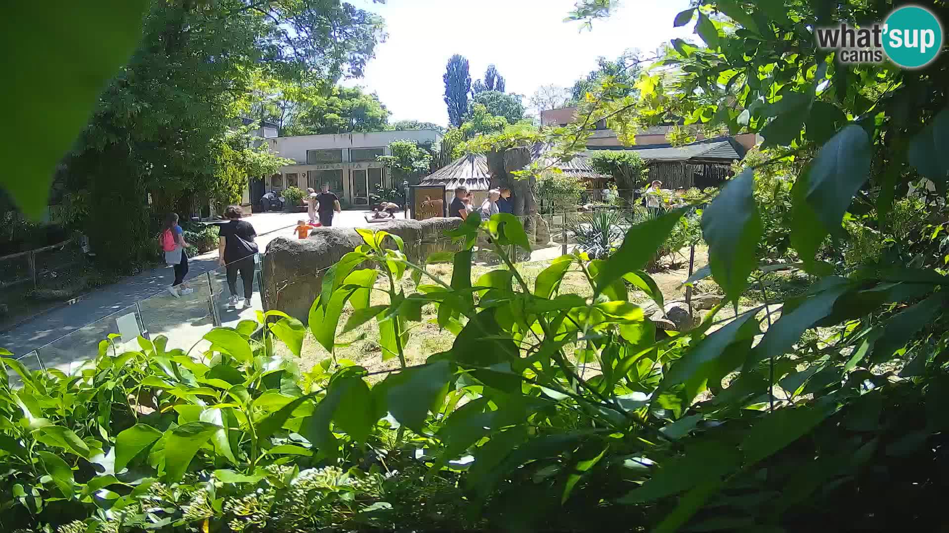 Zoo Zagreb – Meerkat (Suricate)