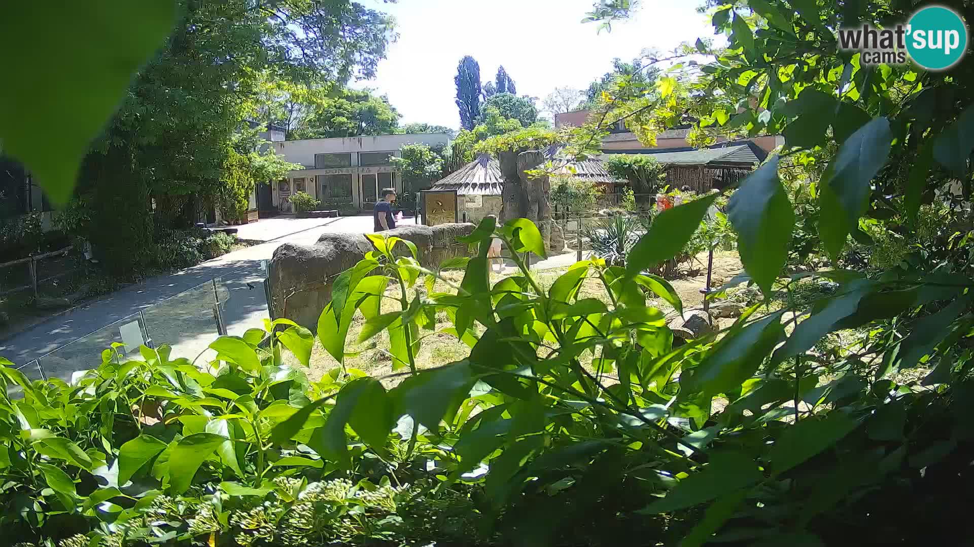Zoo Zagreb – Erdmännchen