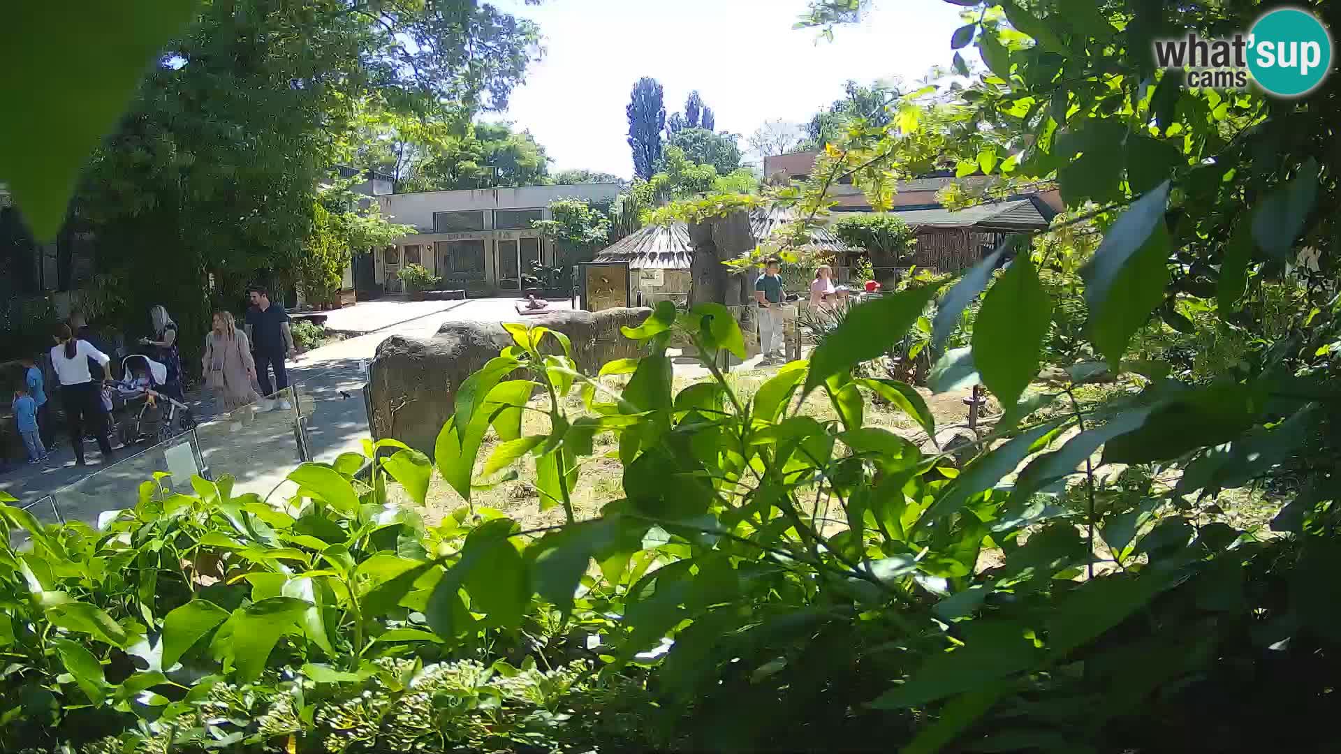 Zoo Zagreb – Surikate