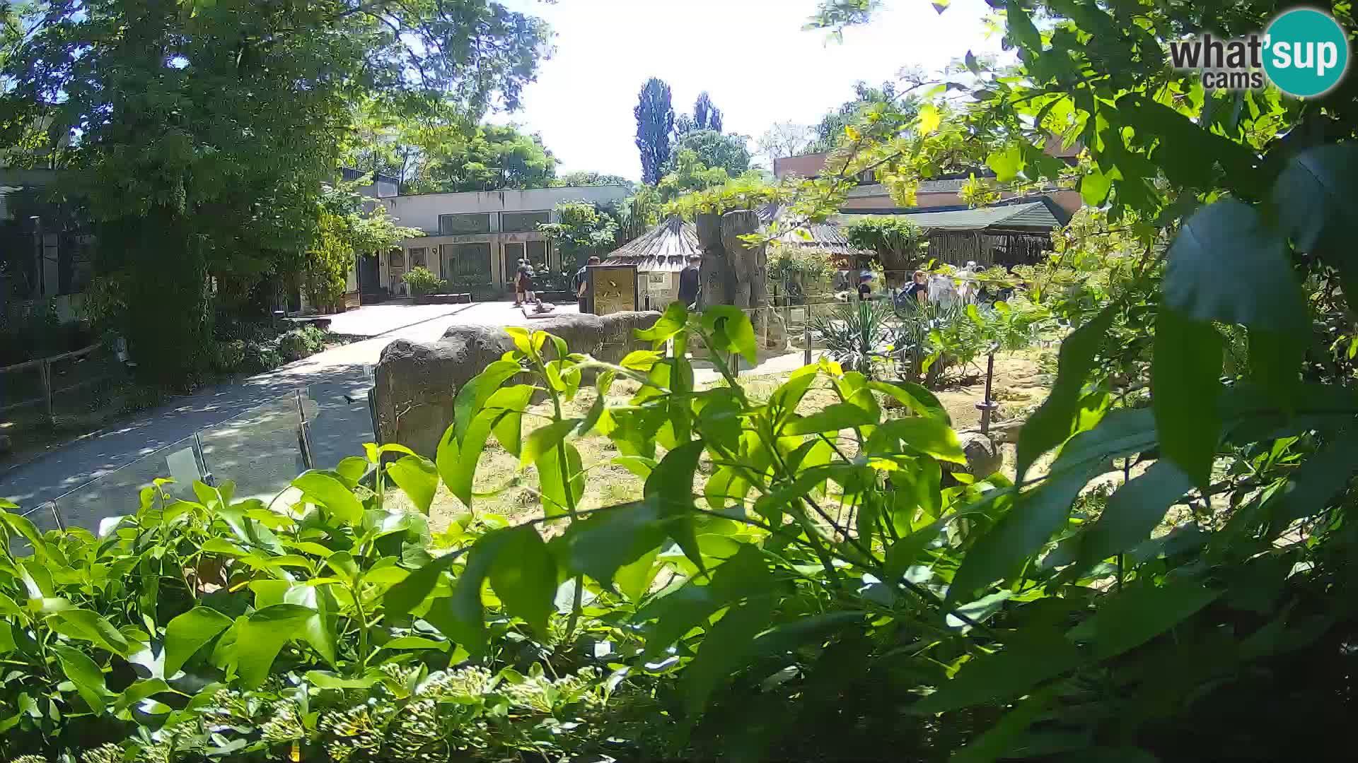 Zoo Zagreb – Merkat