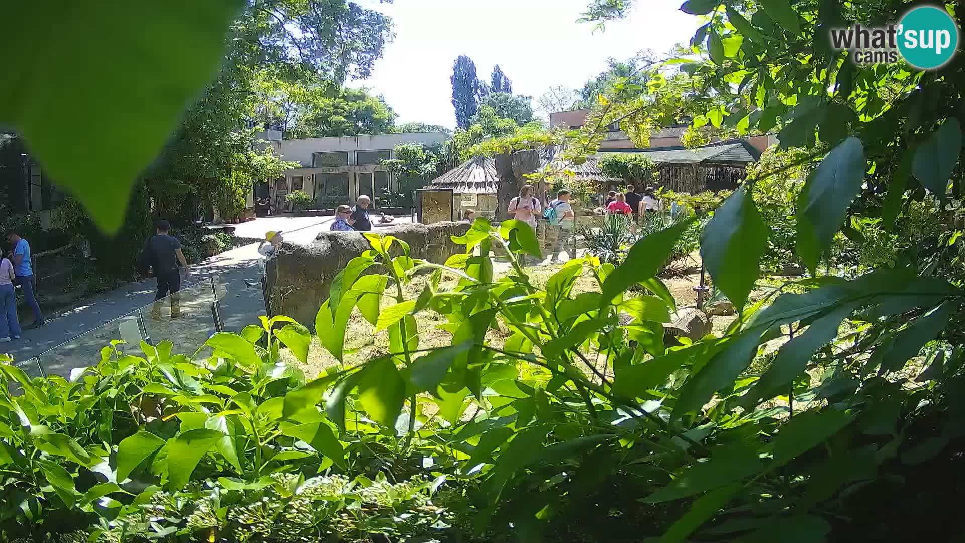 Zoo Zagreb – Merkat