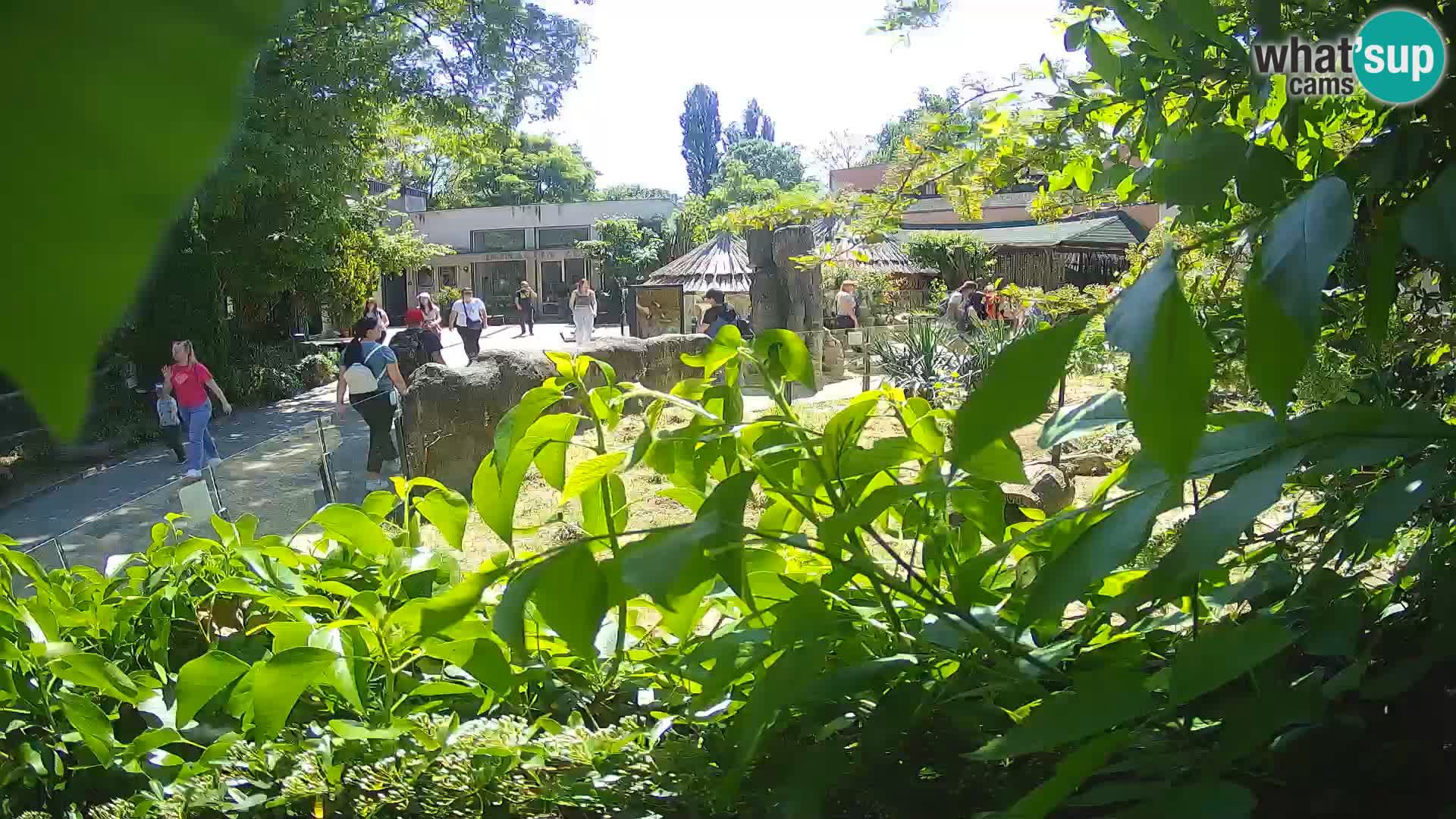 Zoo Zagreb – Suricata