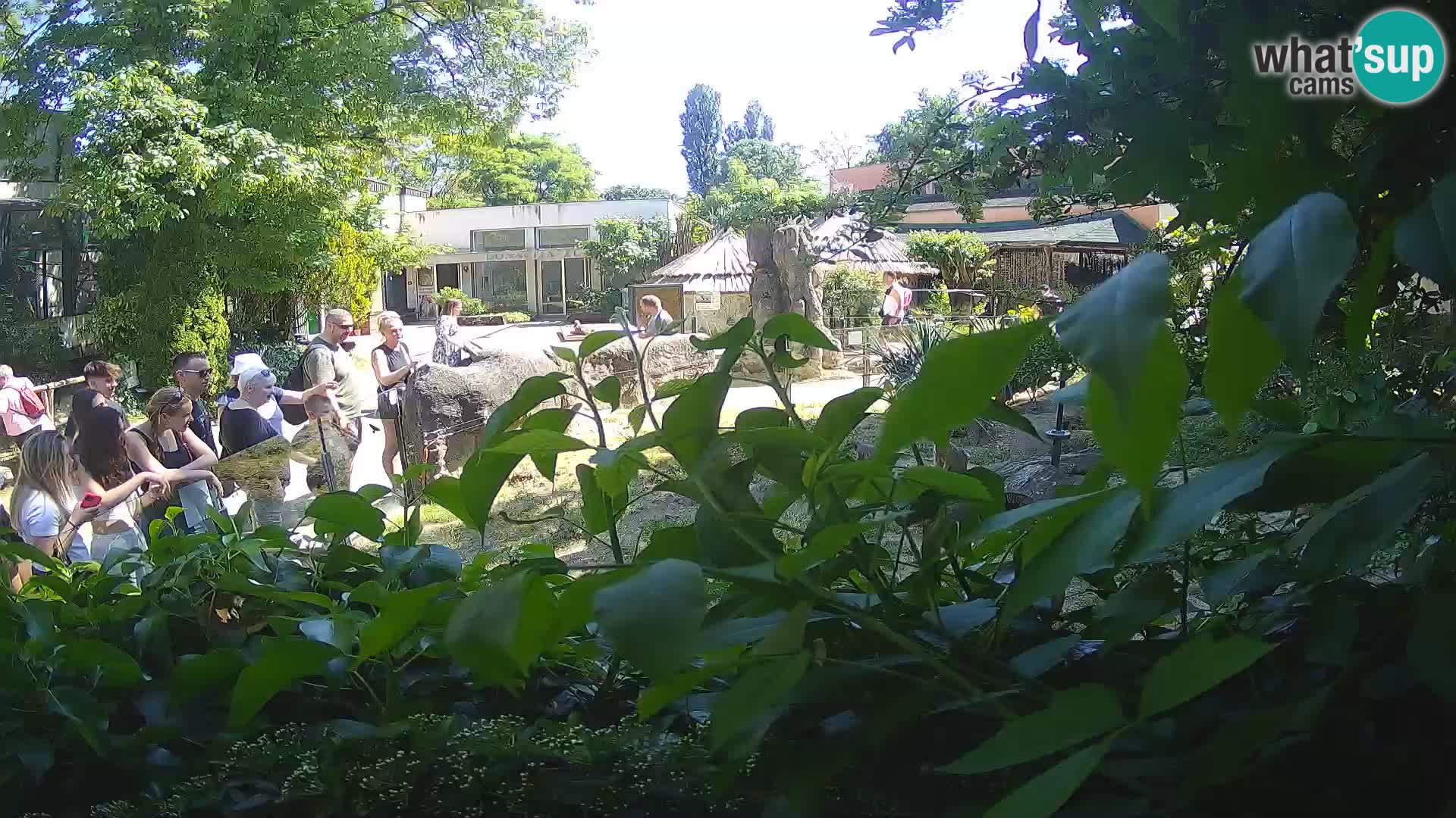 Zoo Zagreb – Suricate