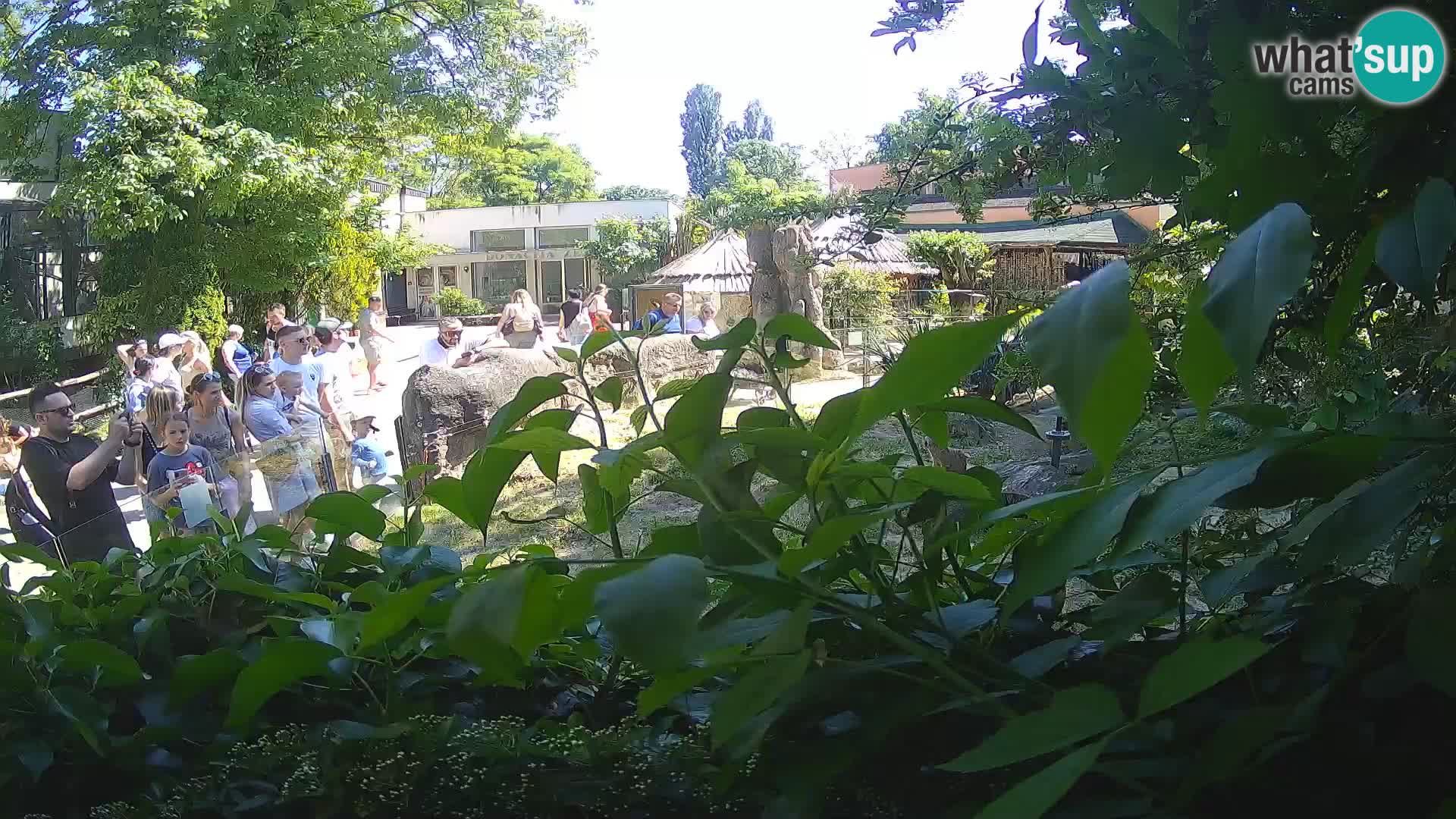 Zoo Zagreb – Erdmännchen