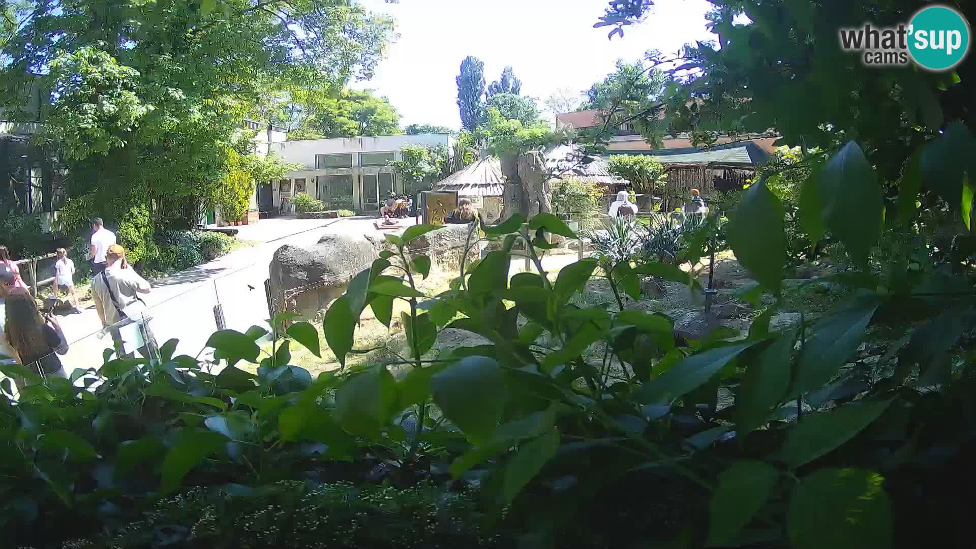 Zoo Zagreb – Merkat