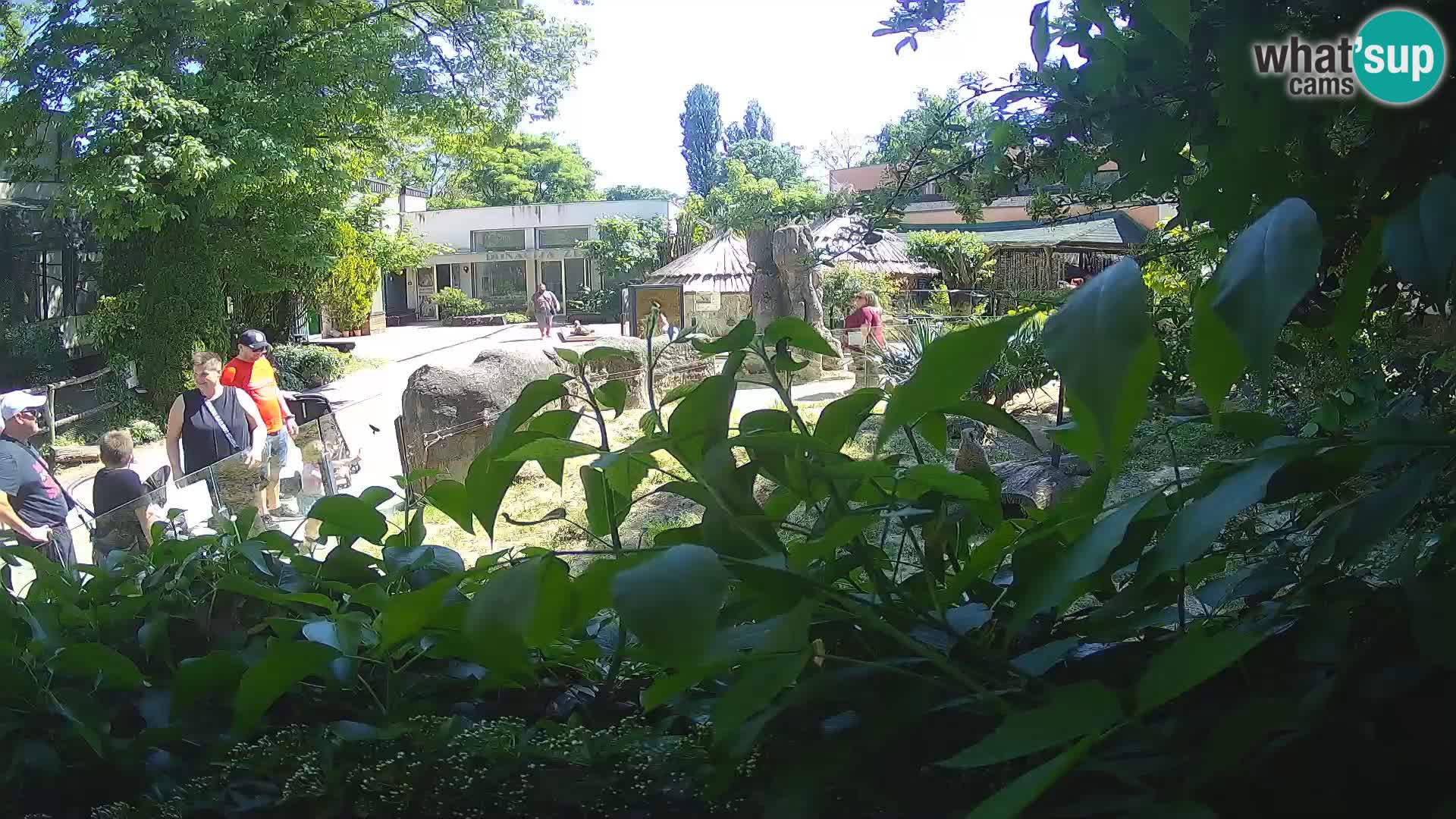 Zoo Zagreb – Erdmännchen