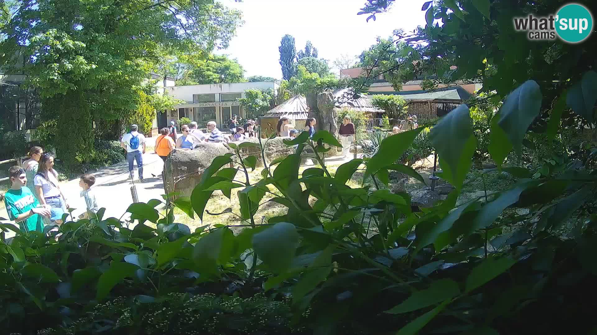 Zoo Zagreb – Meerkat (Suricate)