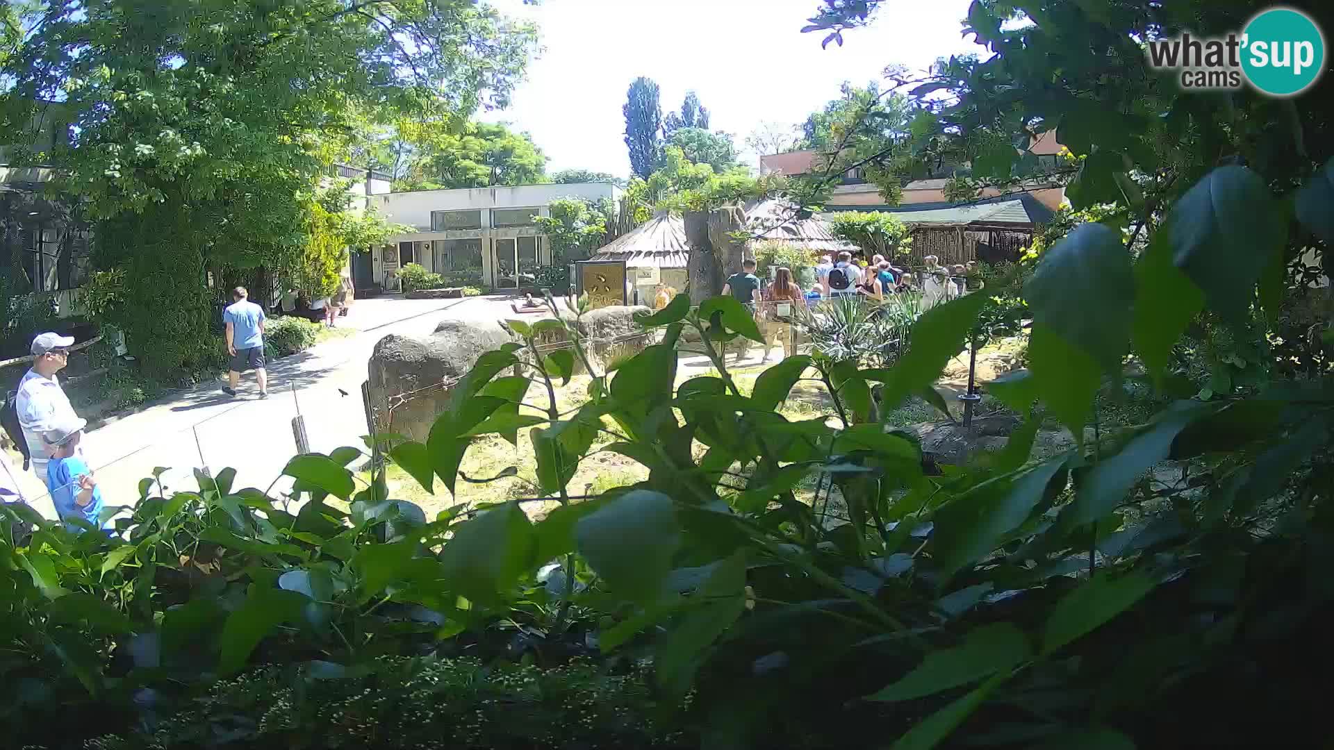 Zoo Zagreb – Surikate