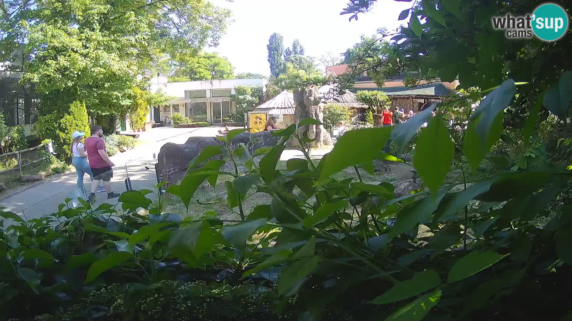 Zoo Zagreb – Erdmännchen