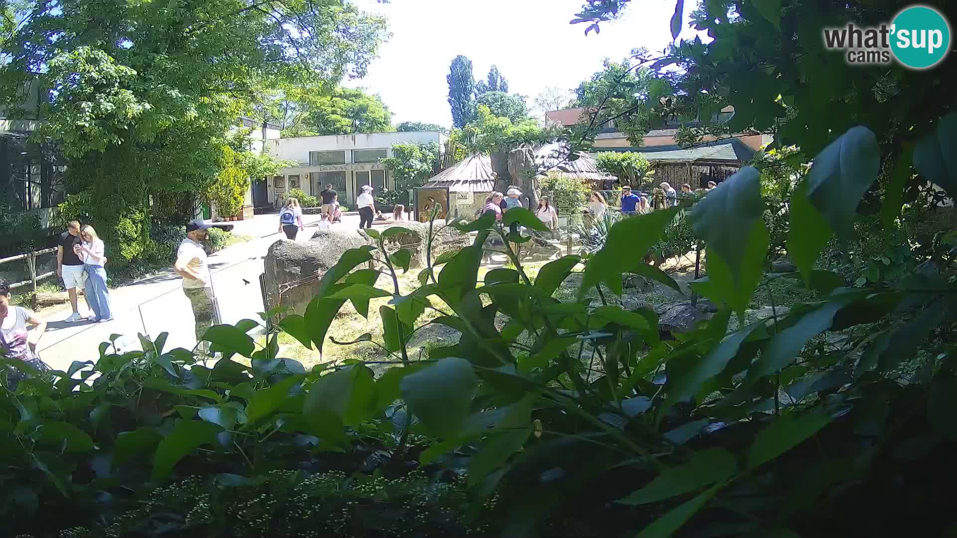 Zoo Zagreb – Merkat