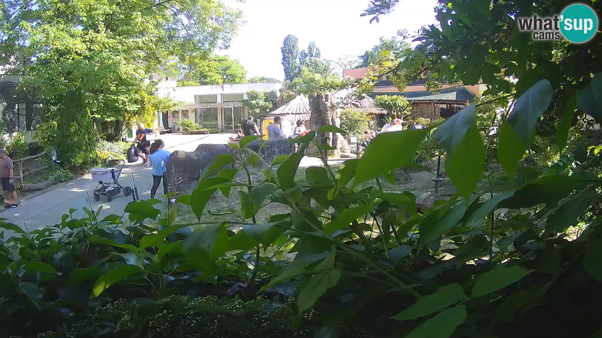 Zoo Zagreb – Merkat