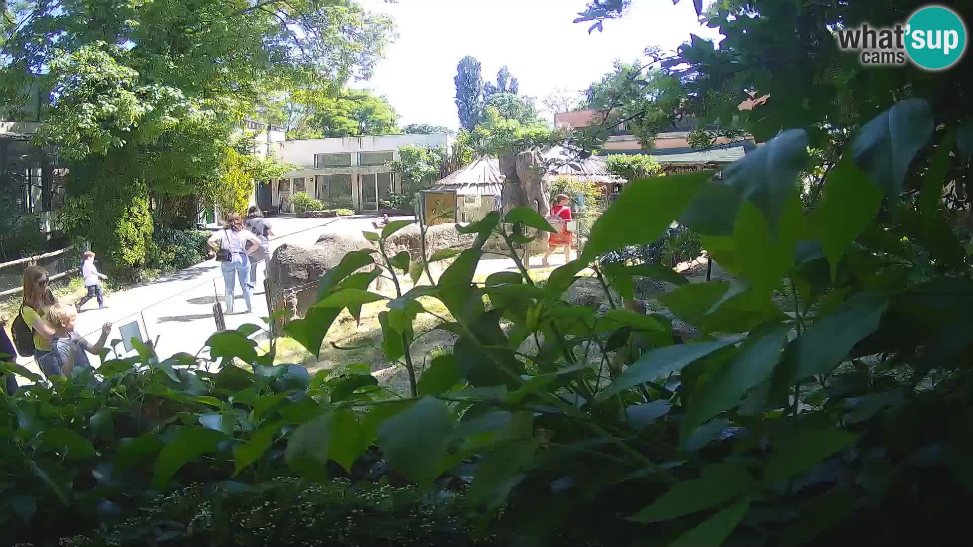 Zoo Zagreb – Suricata