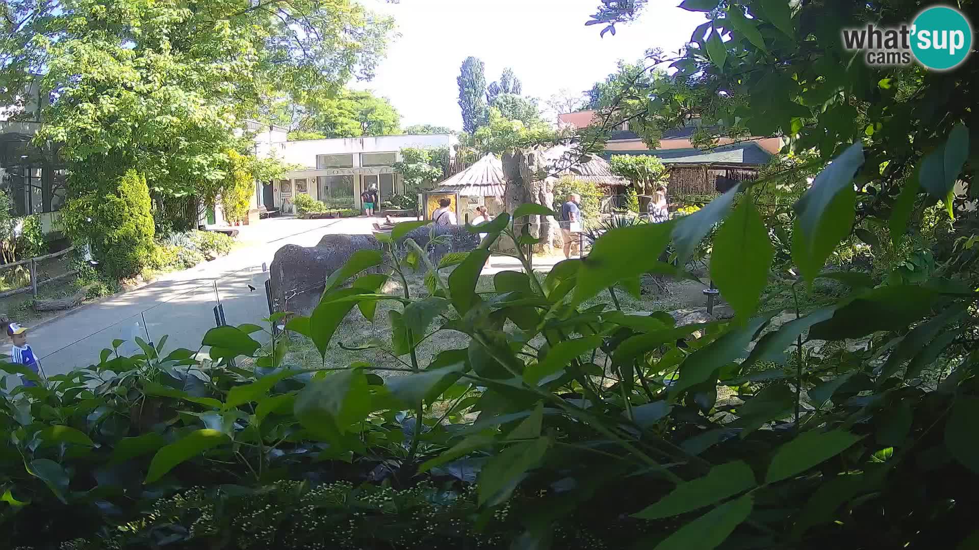 Zoo Zagreb – Erdmännchen