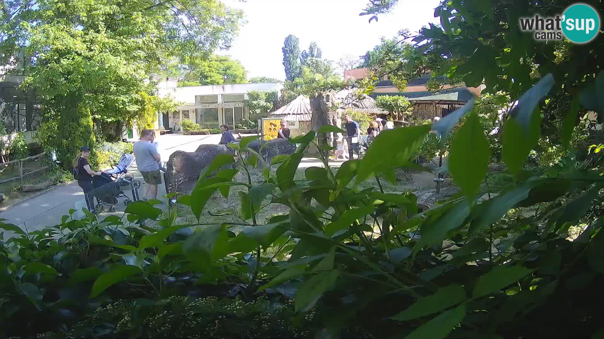 Zoo Zagreb – Suricata