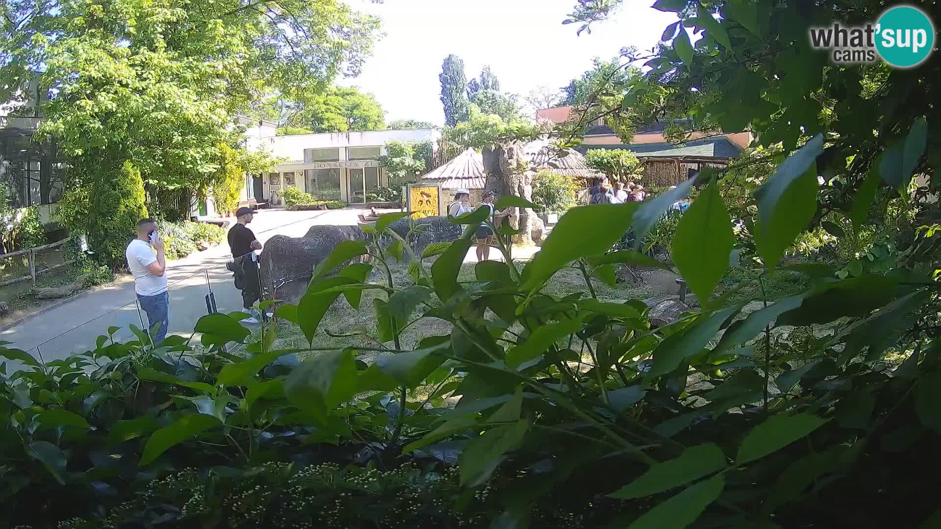 Zoo Zagreb – Suricata