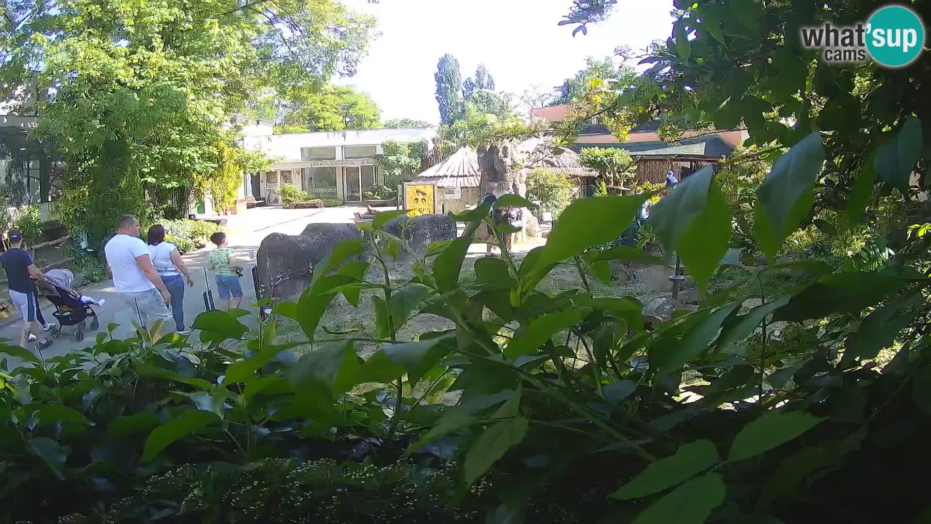 Zoo Zagreb – Suricata