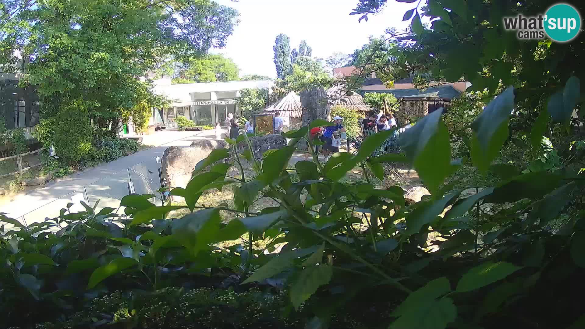 Zoo Zagreb – Suricata