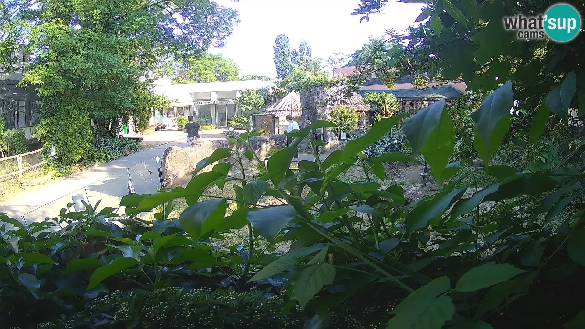 Zoo Zagreb – Surikate