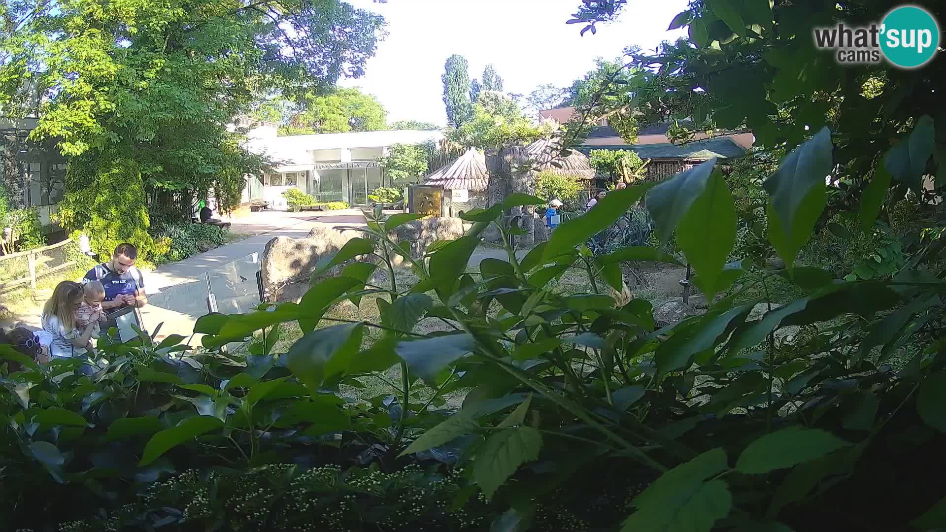 Zoo Zagreb – Merkat