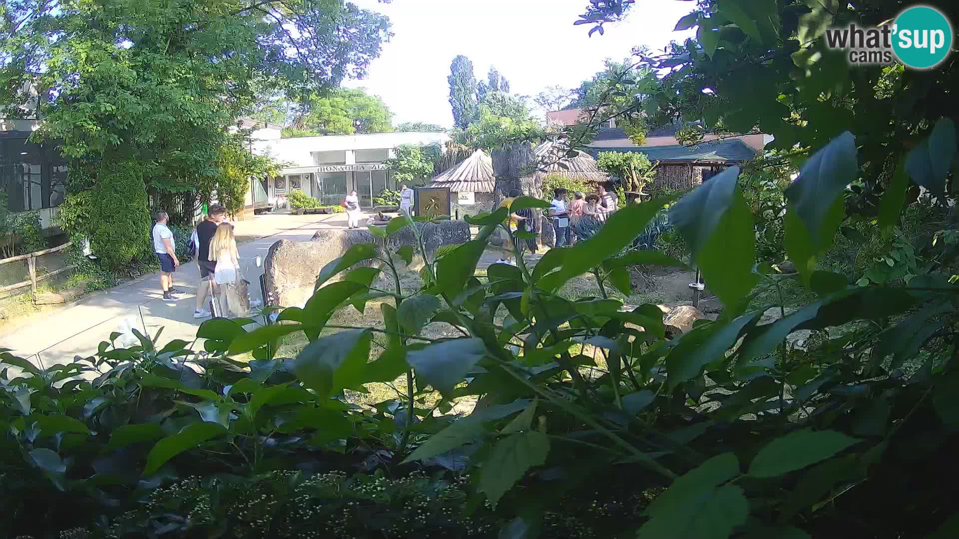 Zoo Zagreb – Merkat