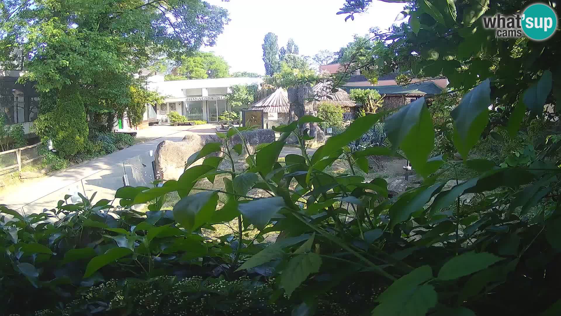 Zoo Zagreb – Erdmännchen