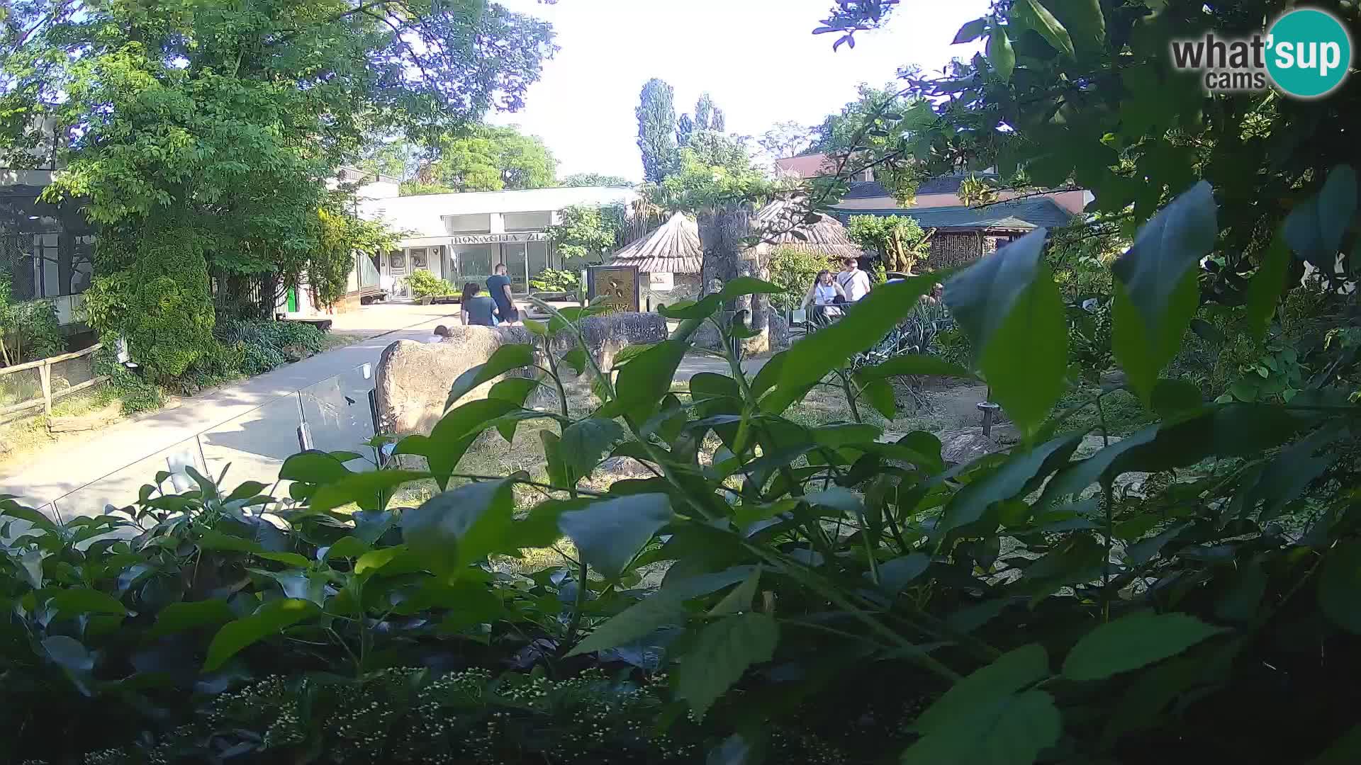 Zoo Zagreb – Merkat