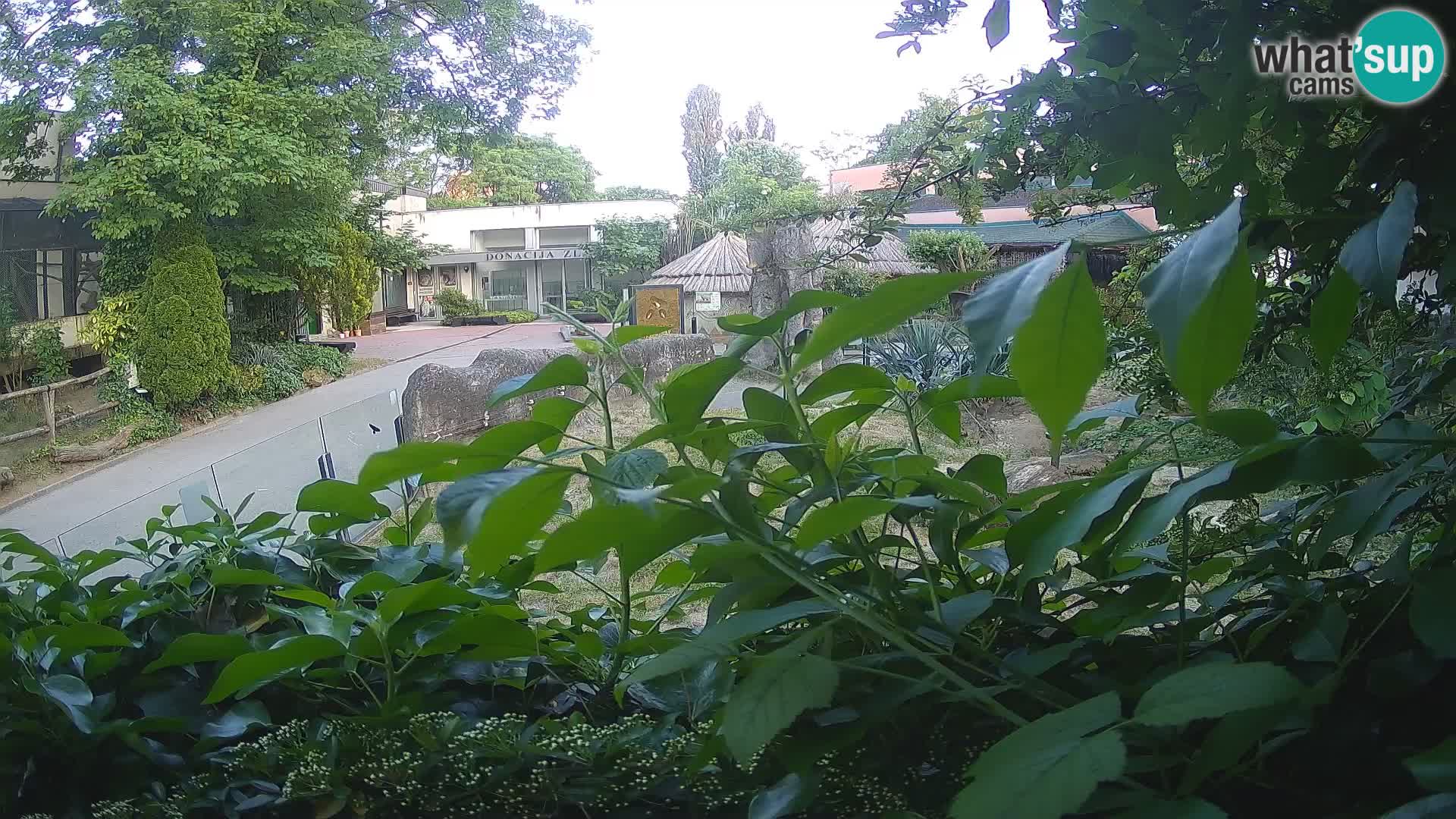 Zoo Zagreb – Suricate
