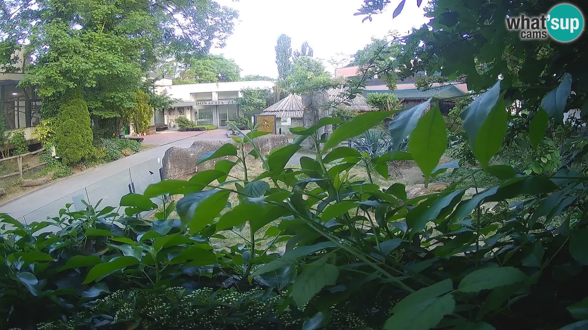 Zoo Zagreb – Suricate