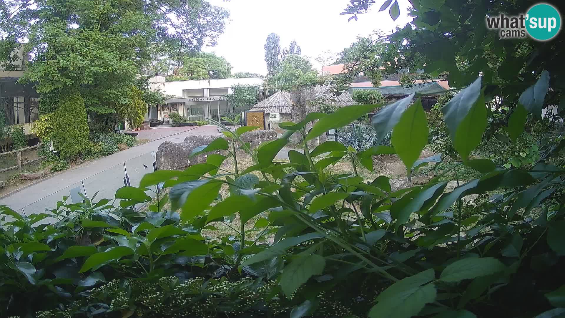 Zoo Zagreb – Suricata