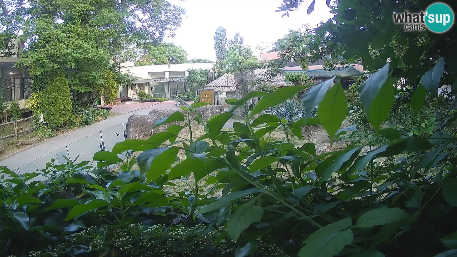 Zoo Zagreb – Suricate