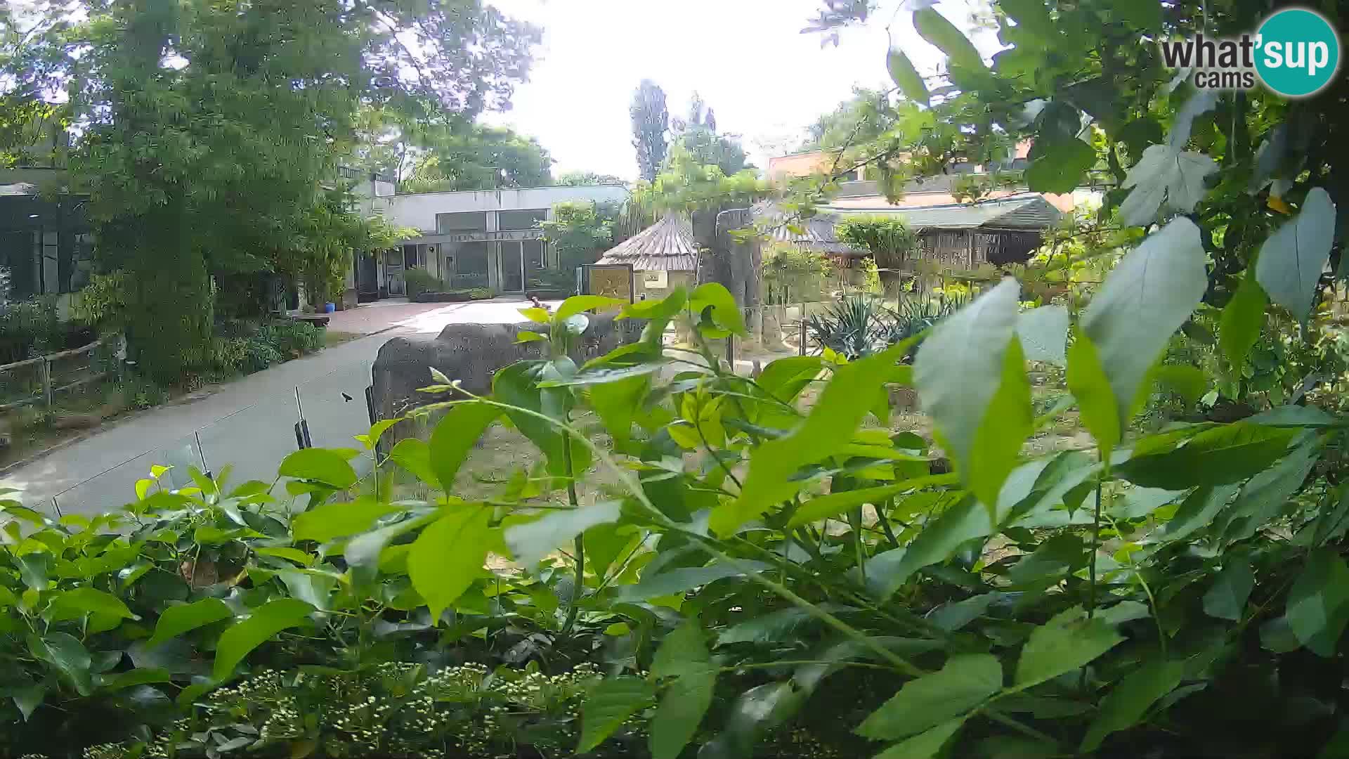 Zoo Zagreb – Suricate