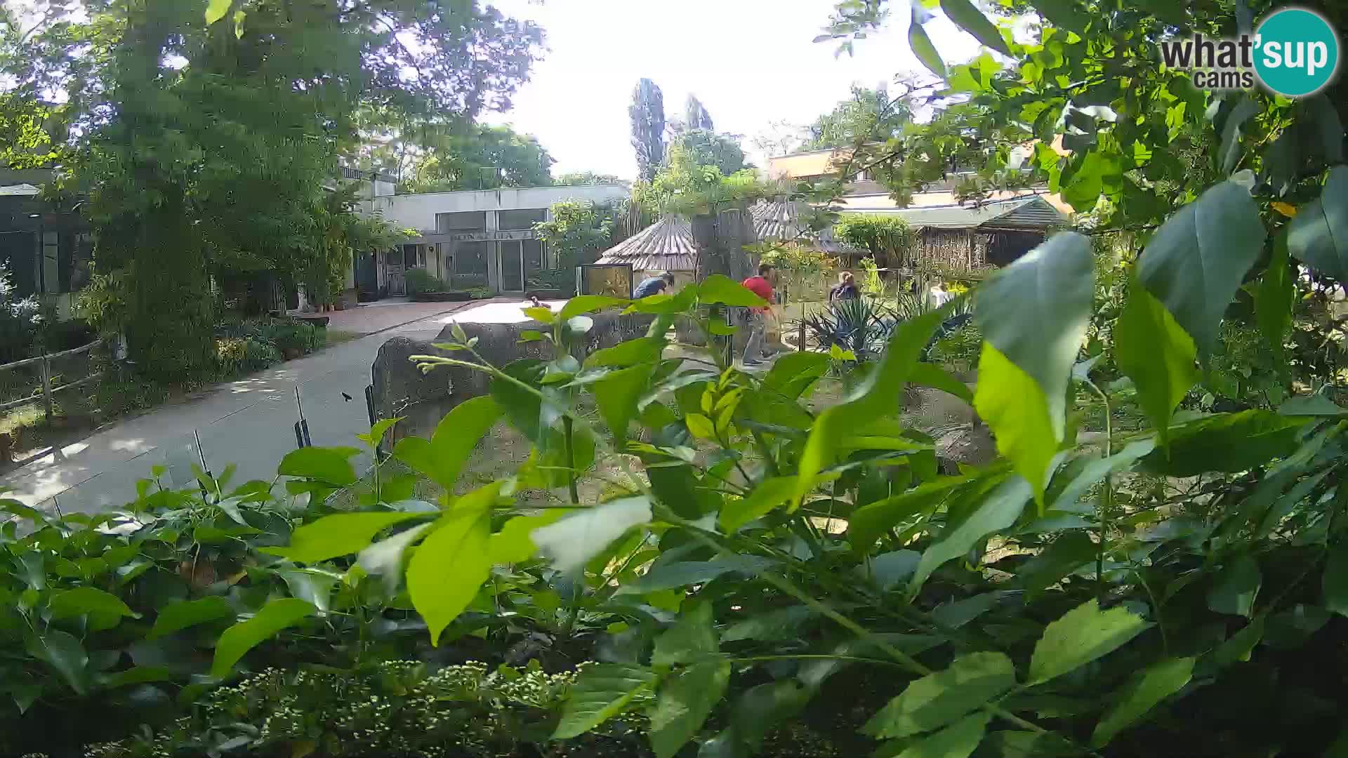 Zoo Zagreb – Erdmännchen