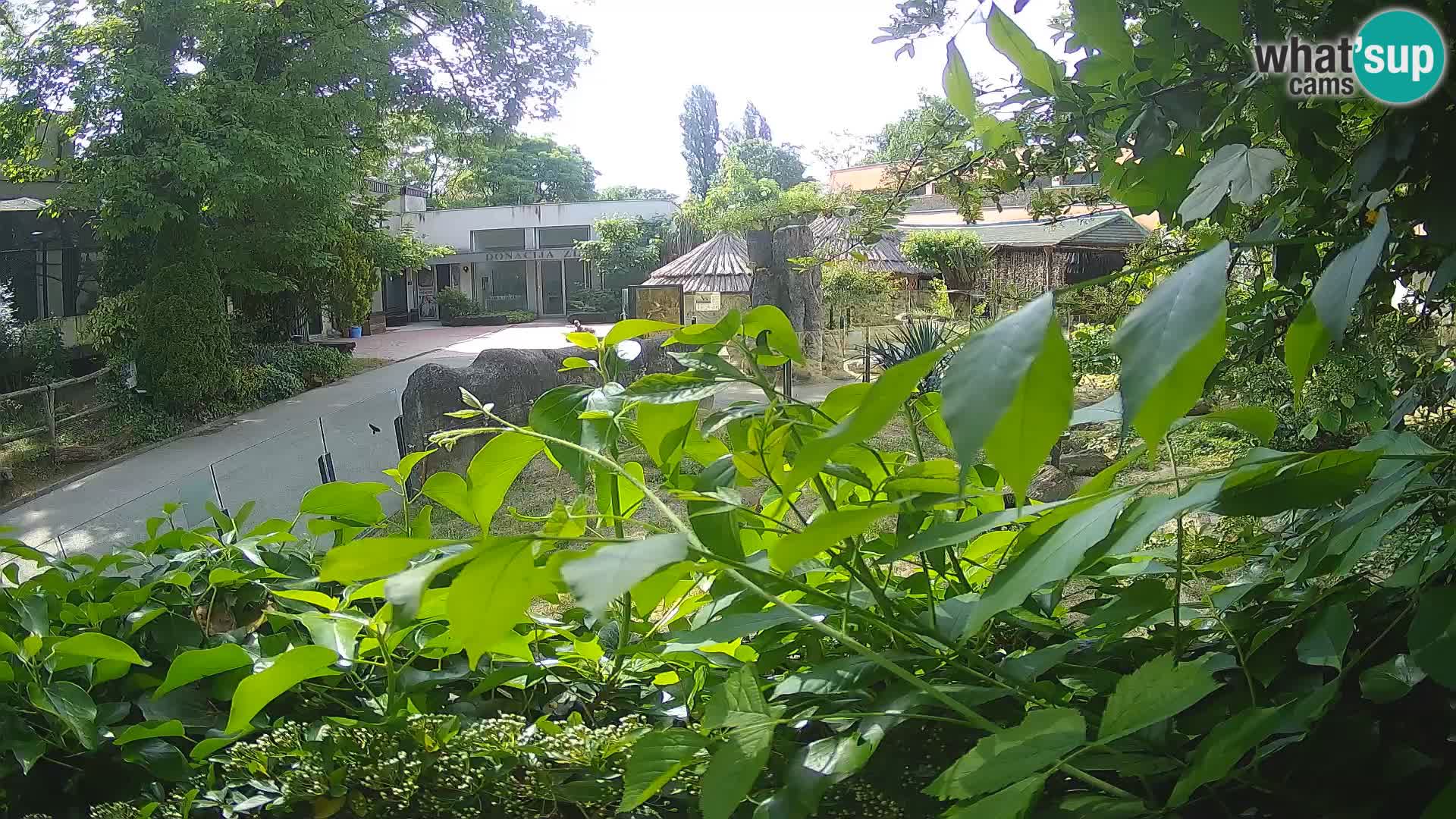 Zoo Zagreb – Merkat