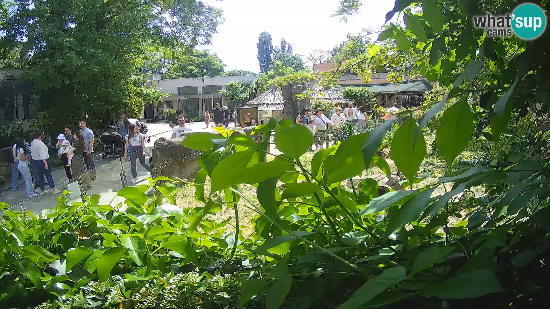 Zoo Zagreb – Suricate