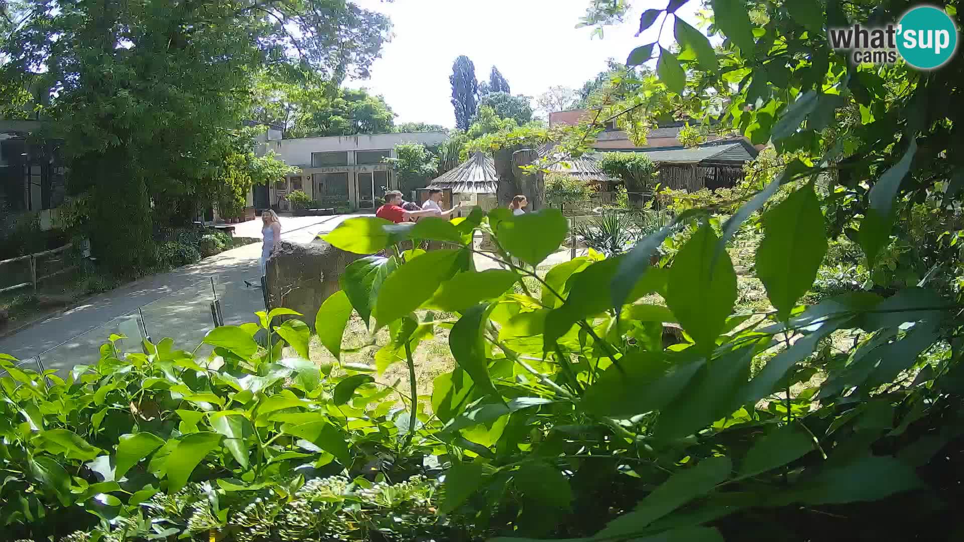 Zoo Zagreb – Suricate