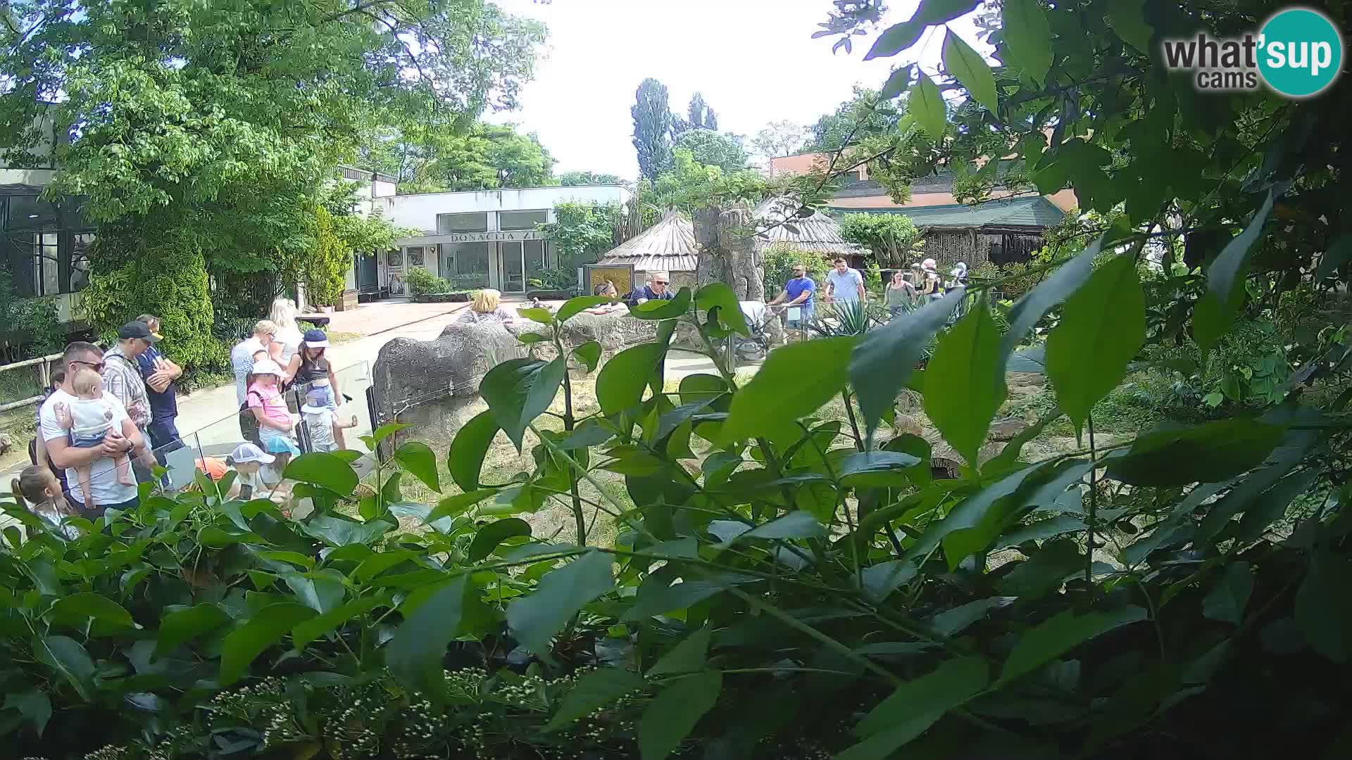 Zoo Zagreb – Suricata
