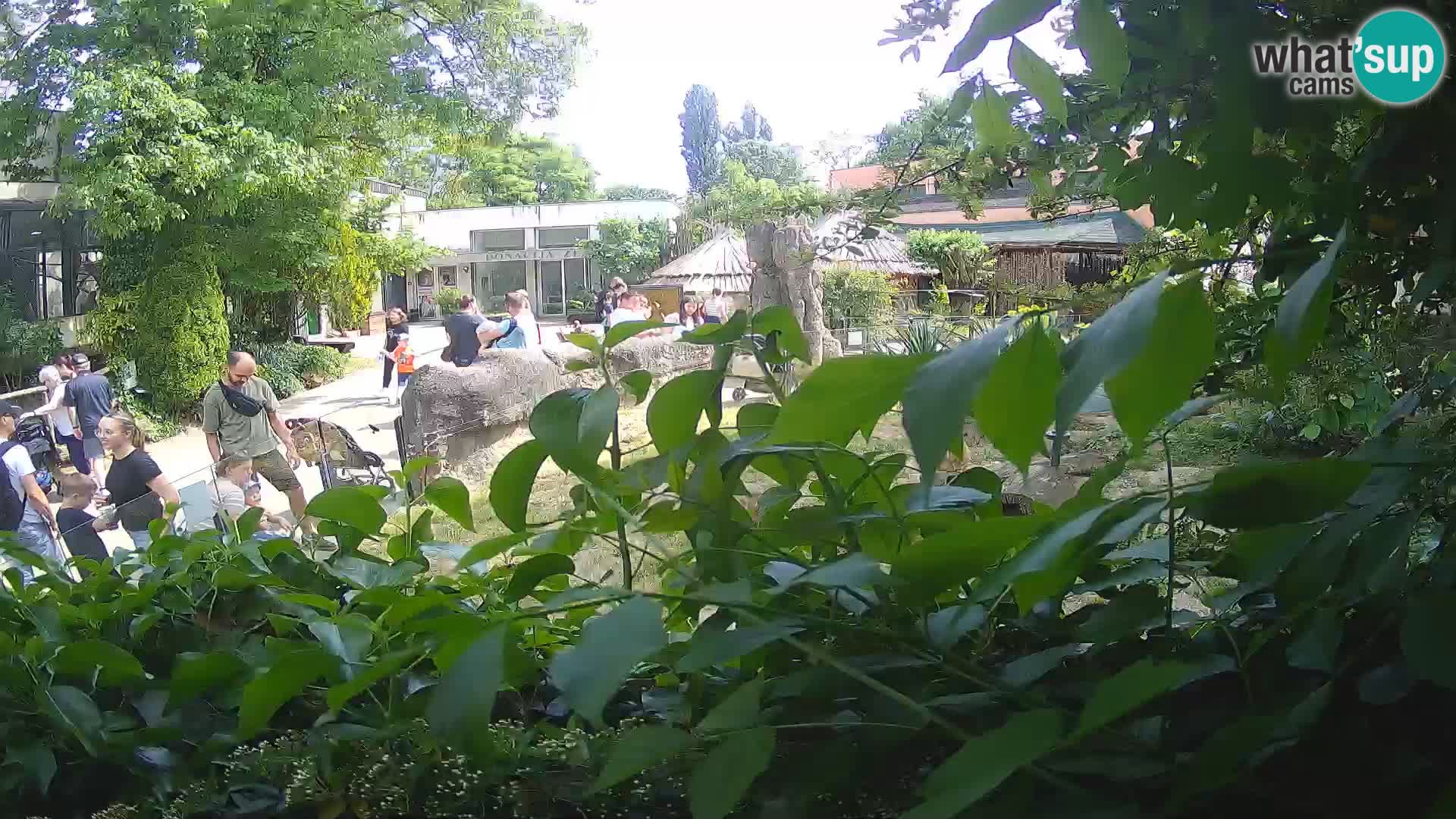 Zoo Zagreb – Suricate