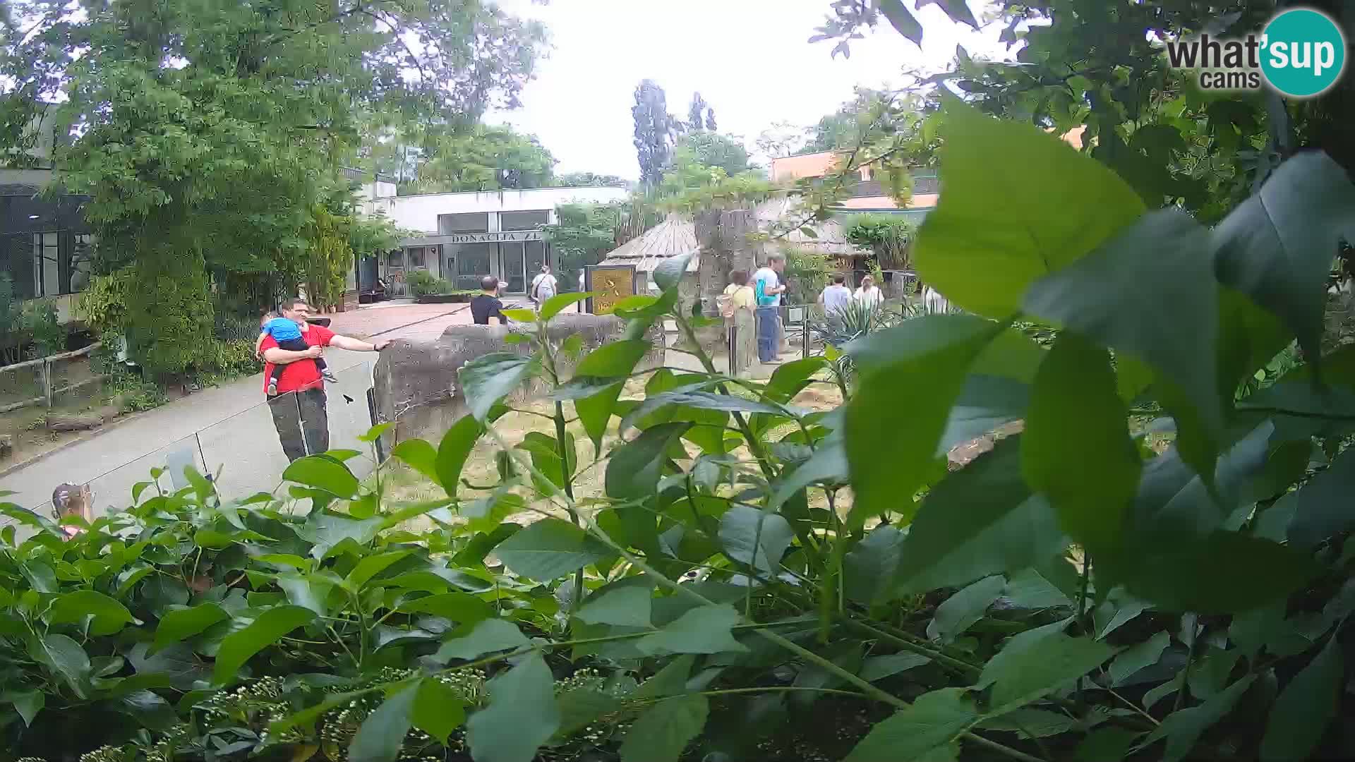 Zoo Zagreb – Suricata