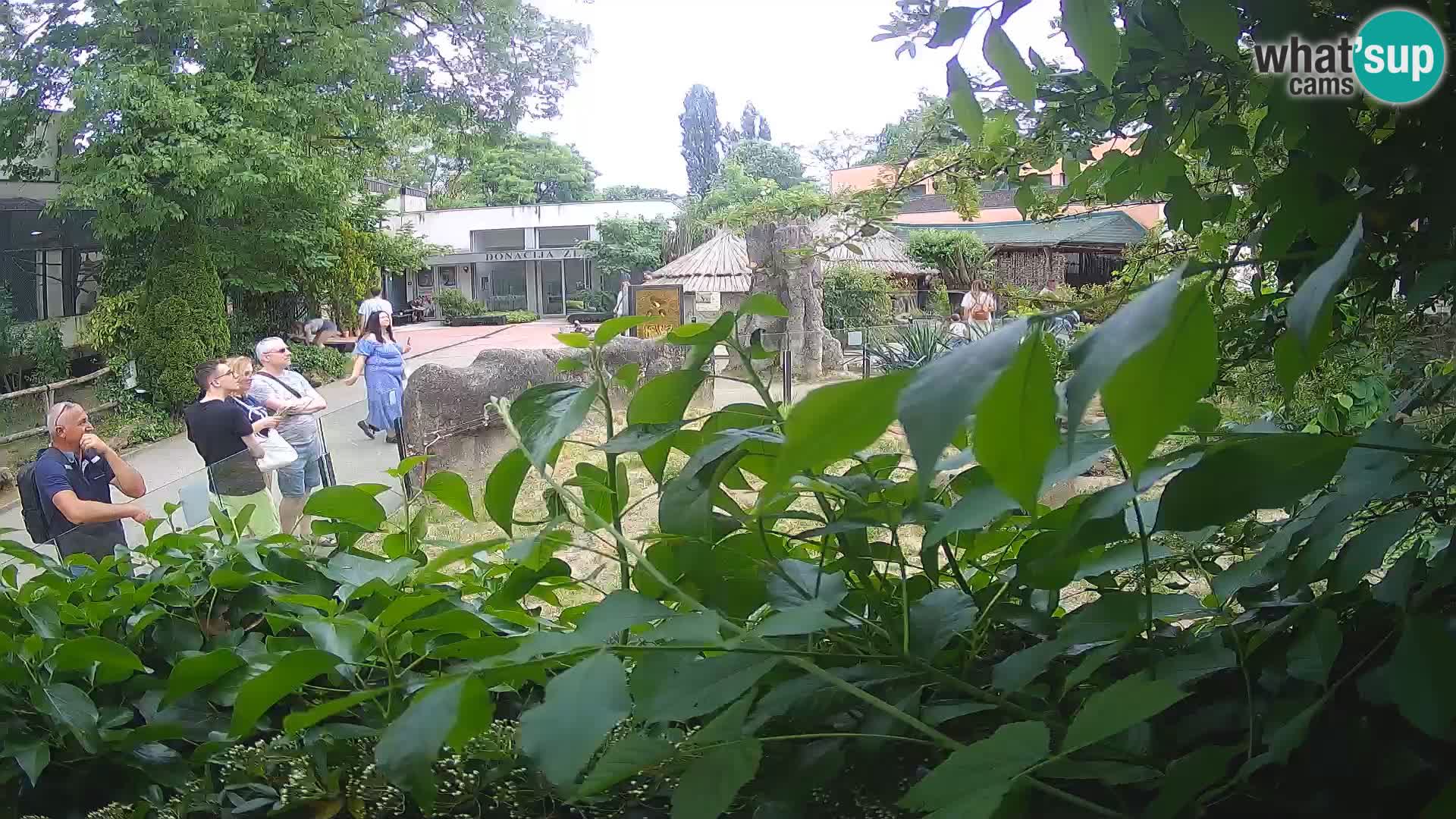 Zoo Zagreb – Merkat