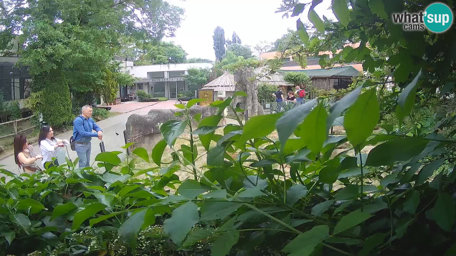 Zoo Zagreb – Suricata