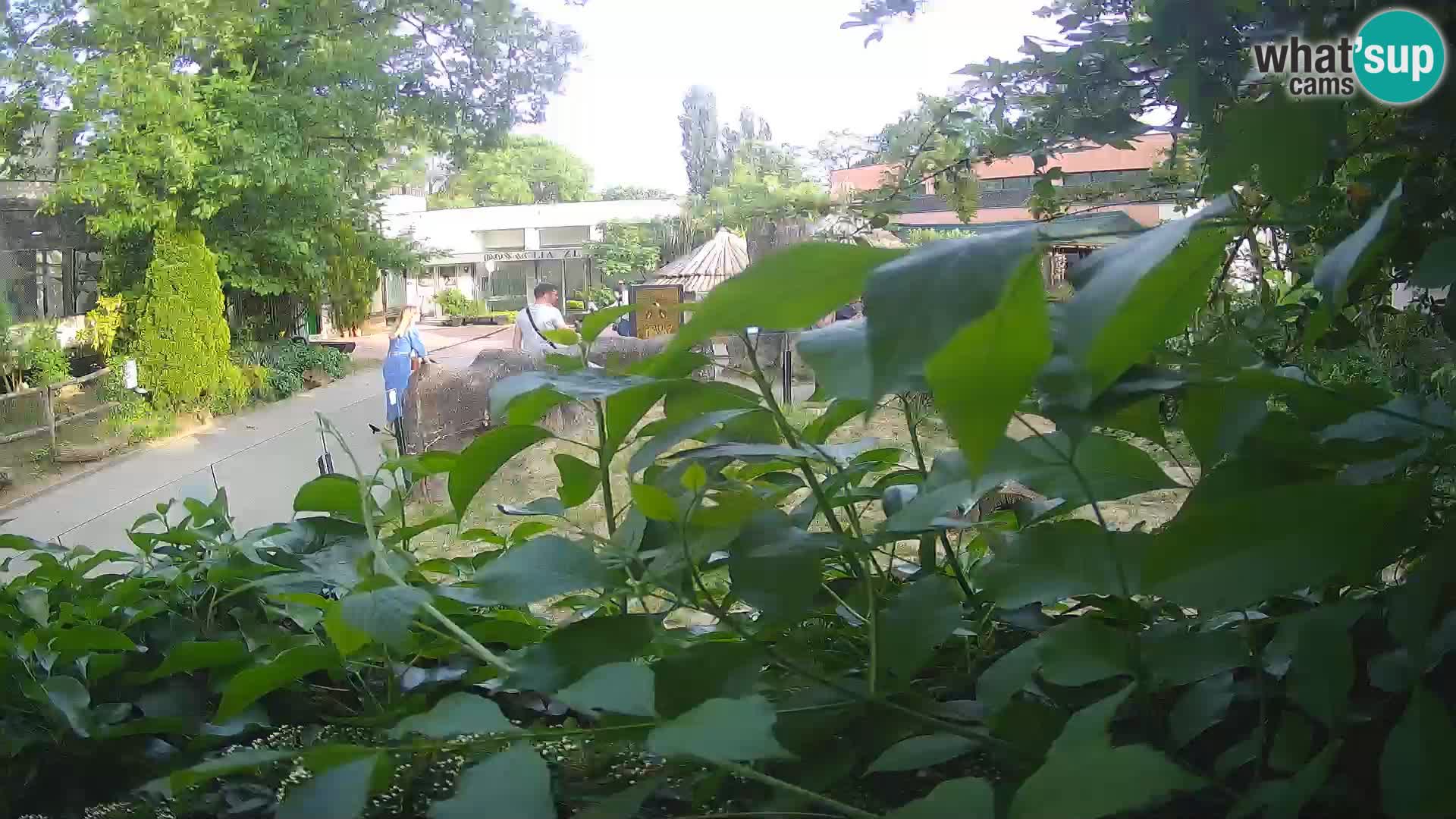 Zoo Zagreb – Suricata